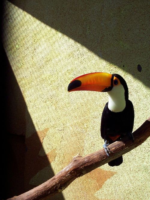 toucan perched zoo