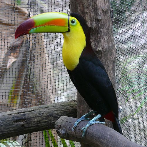 toucan perched caged