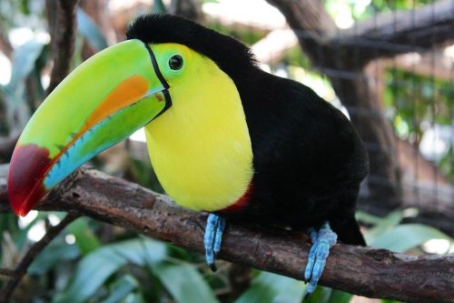 toucan bird perched