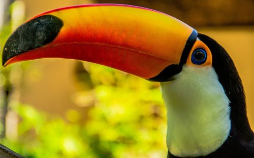 toucans bird