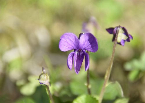 toulouse  violet  flower