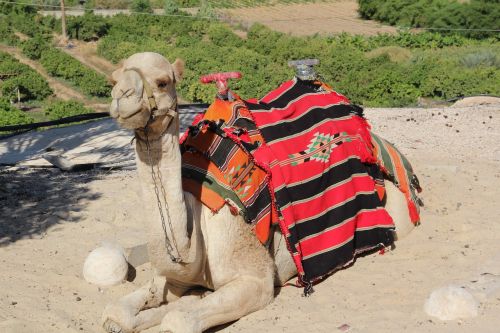 tourism camel desert