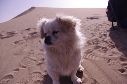 tourism mingsha dunhuang