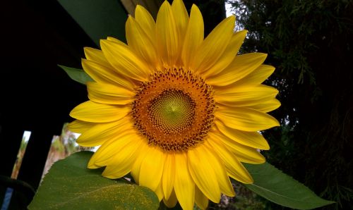 Sunflower, Yellow Flower, Helianthus