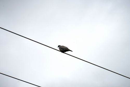 Dove On A Wire