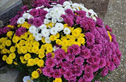 toussaint mums autumn flowers