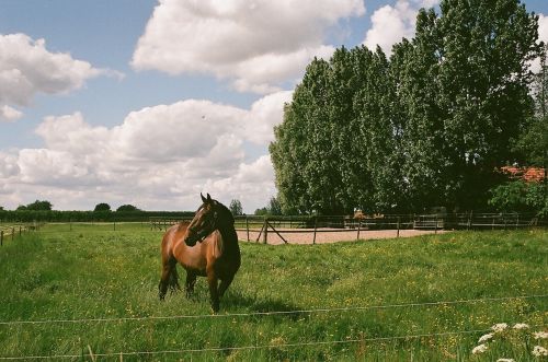 Friendly Horse