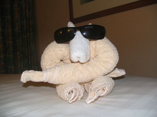 towel animal cruise sunglasses