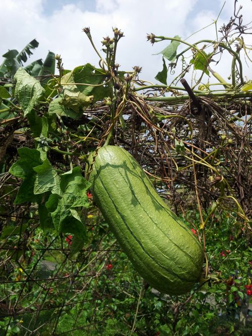 Towel Gourd On The Vine
