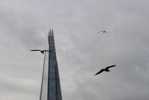 tower london birds