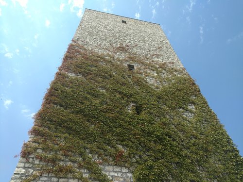 tower  vine  vegetation