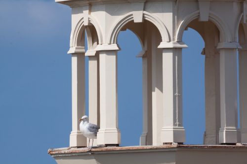 tower columnar seagull