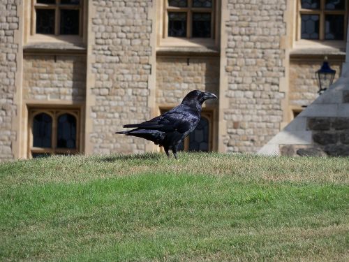 tower of london animals ravens