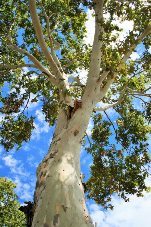 Towering Maple Tree