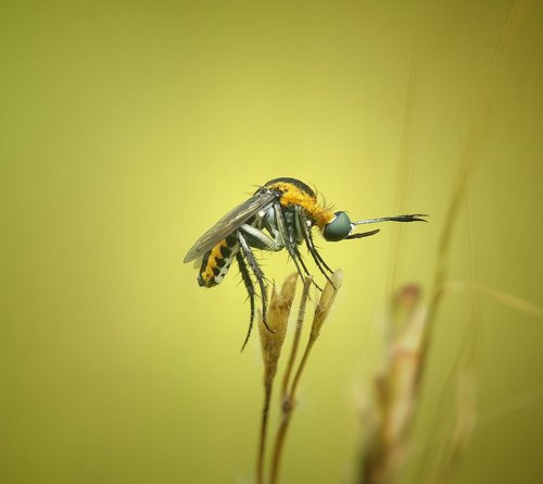 toxophora  insect  macros