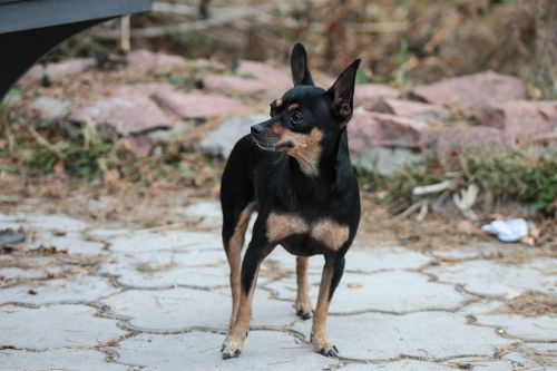 toy terrier dog view