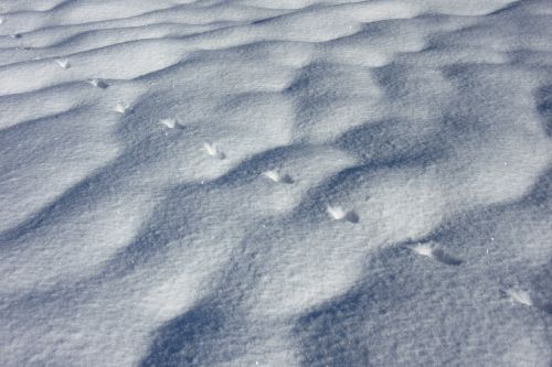 trace snow hare track