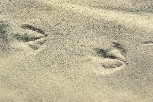 trace footprints butterwort