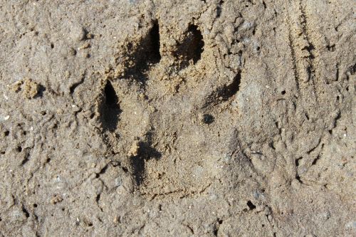 trace footprint dog track