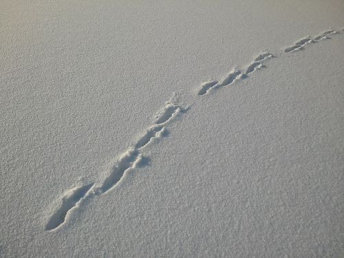trace snow hare track