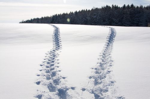 trace footprint sticks