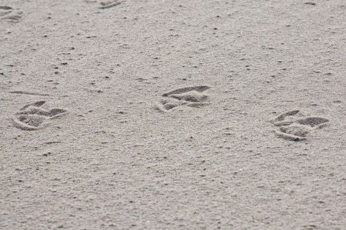 traces sand bird