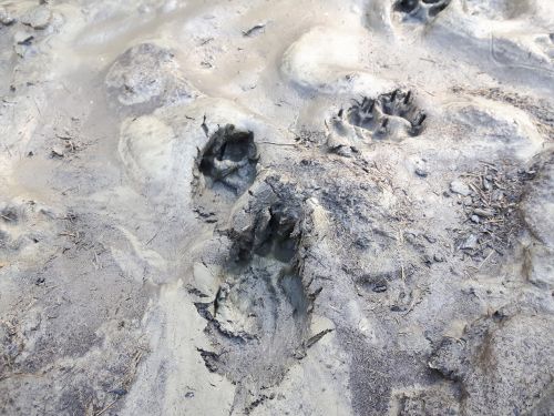 traces mud earth