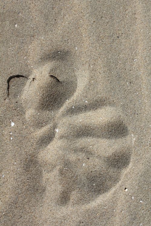traces sand shell imprint
