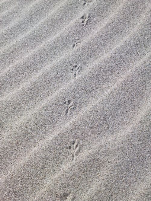 traces sand beach