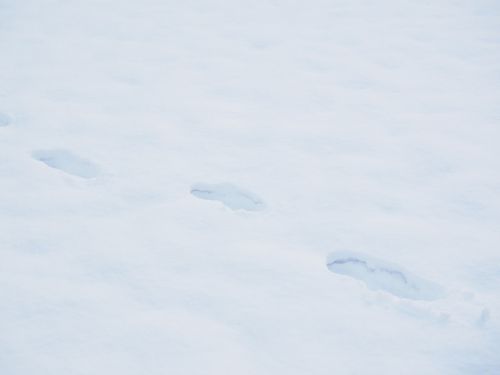 traces footprints snow