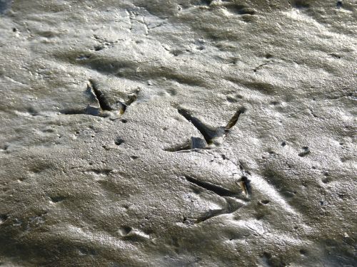 traces bird seagull
