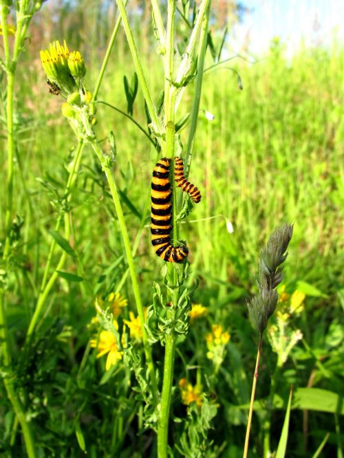 track butterfly butterfly caterpillar