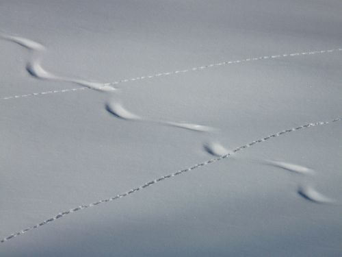 track trace winter