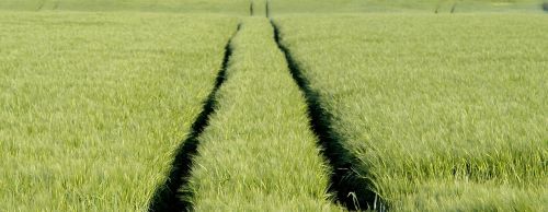 track traces corn
