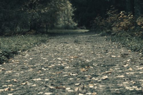 track park autumn