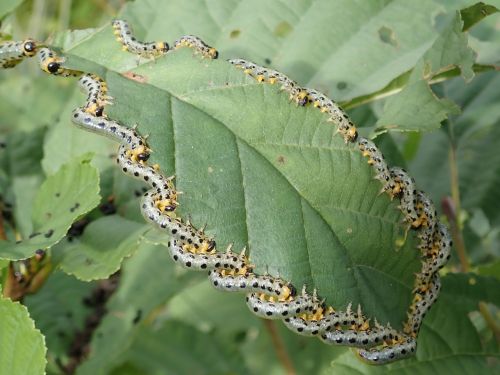 track larvae breitfüssige birch leaf wasp
