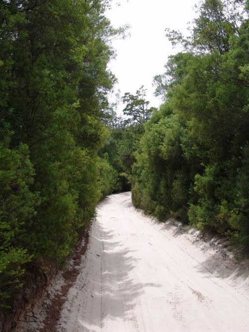 track tree nature