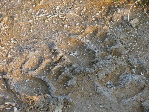 tracks bear footprints