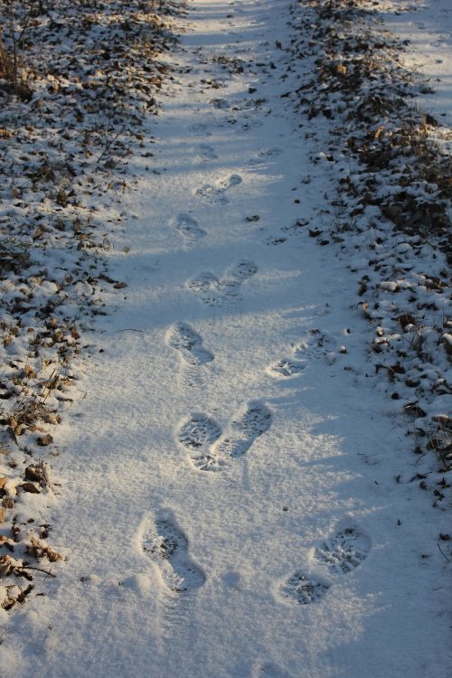 tracks path forest