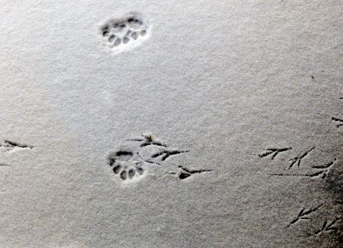 tracks imprints snow