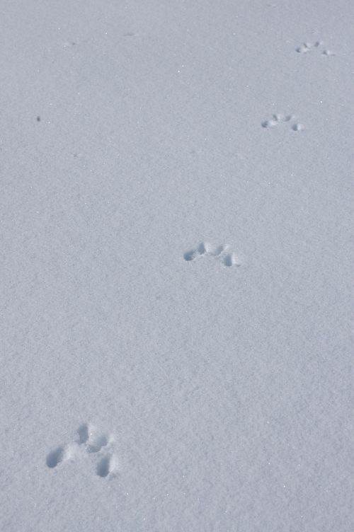 tracks in snow snow tracks tracks