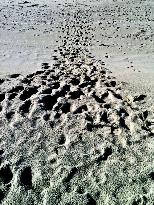 Tracks In The Sand