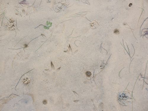 tracks in the wadden sea wadden sea traces