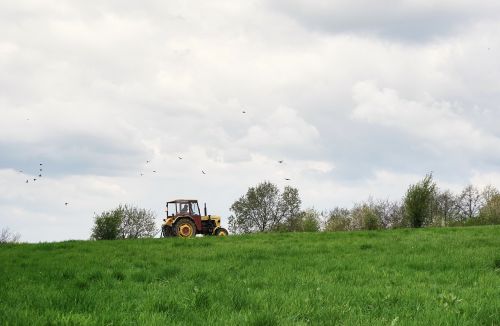 tractor birds meadow