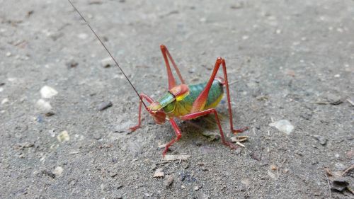 tractor grasshopper nature forest