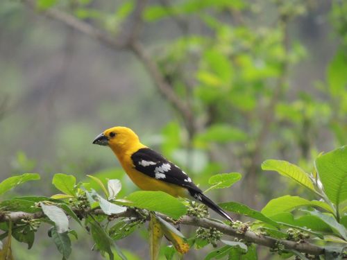 traditional bird of motupe chiclayo peru