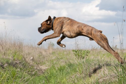 jump dog running
