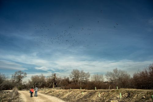 trail walk birds