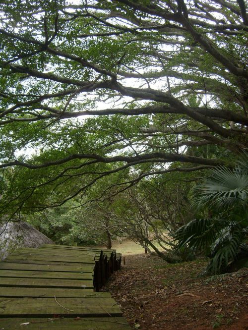 trail stairs nature