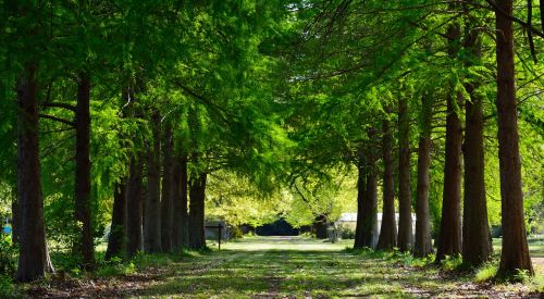 trail landscape pine